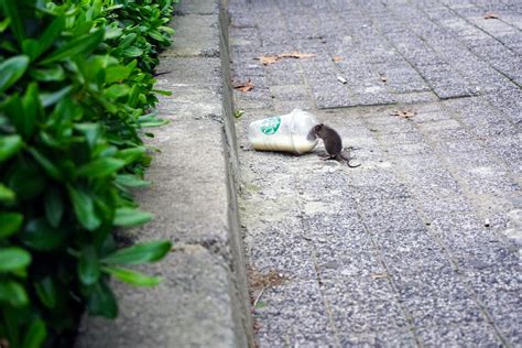 Toronto named Canada’s ‘rattiest’ city for second year in a row